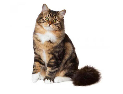 Chocolate siberian cat top